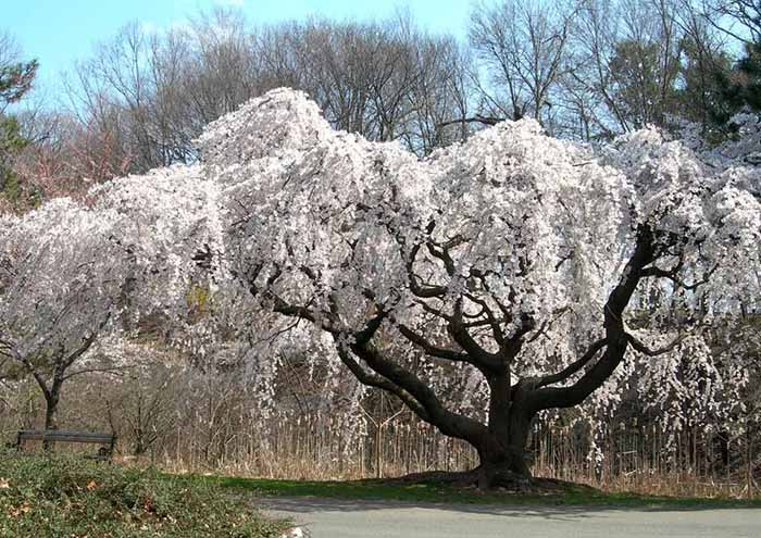 alberi di ciliegio con fiori bianchi immersi in un prato in una natura immacolata