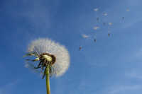 Soffione che disperde i semi al vento, nello sfondo un intenso cielo blu